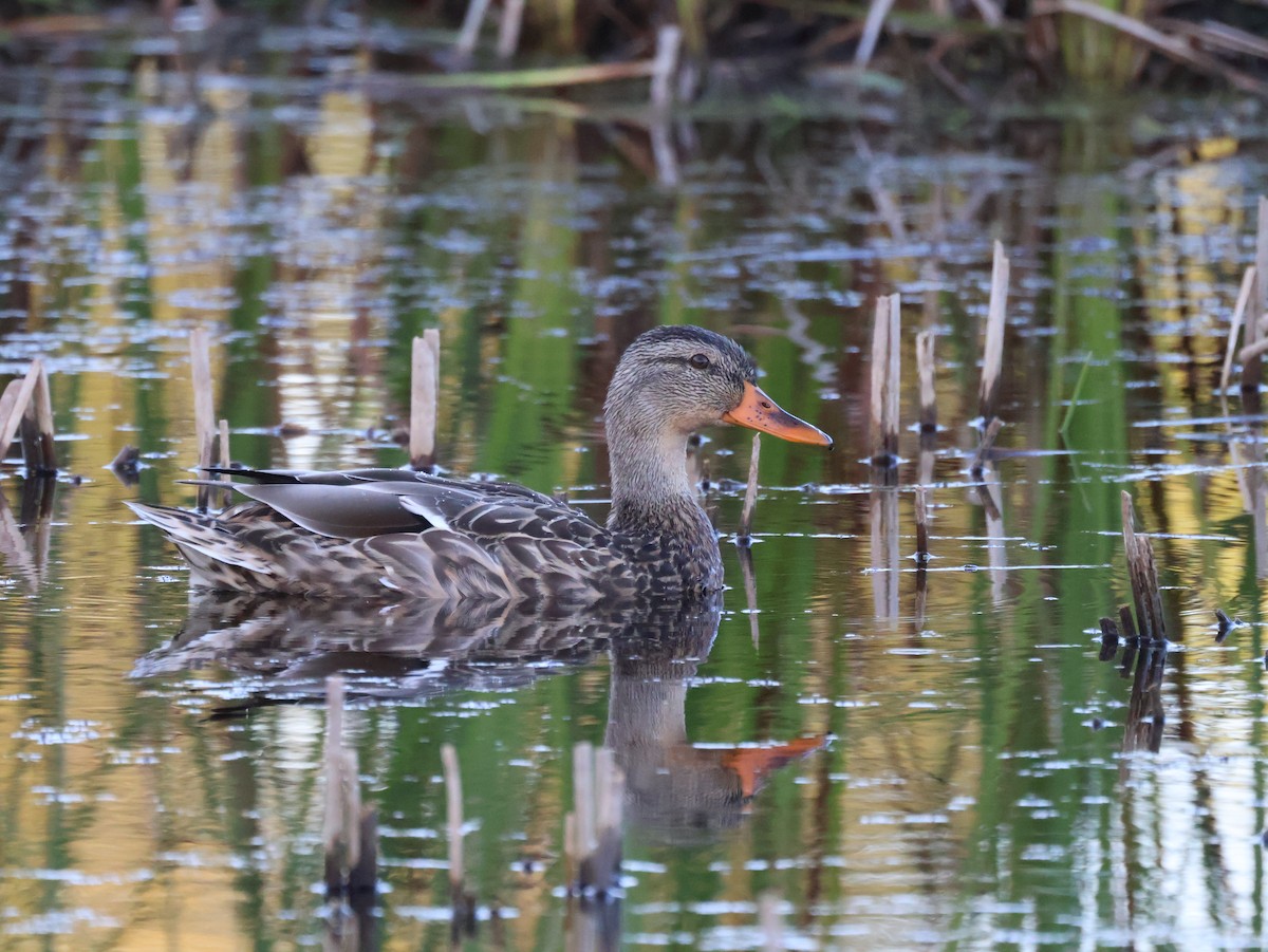 kachna divoká - ML642493908