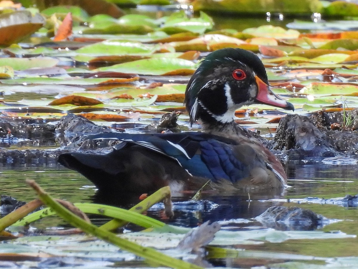 Wood Duck - ML642493910