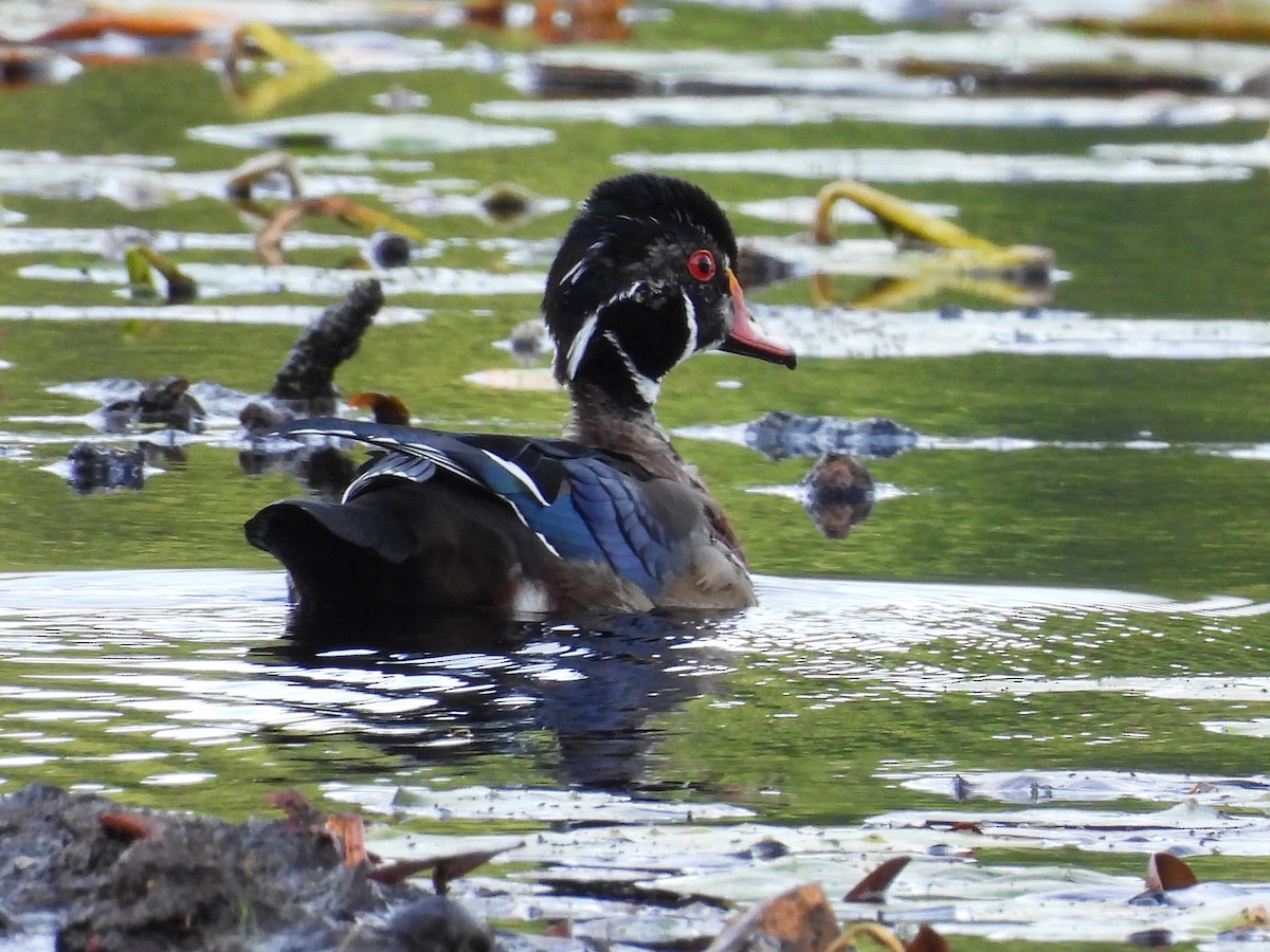 Wood Duck - ML642493912
