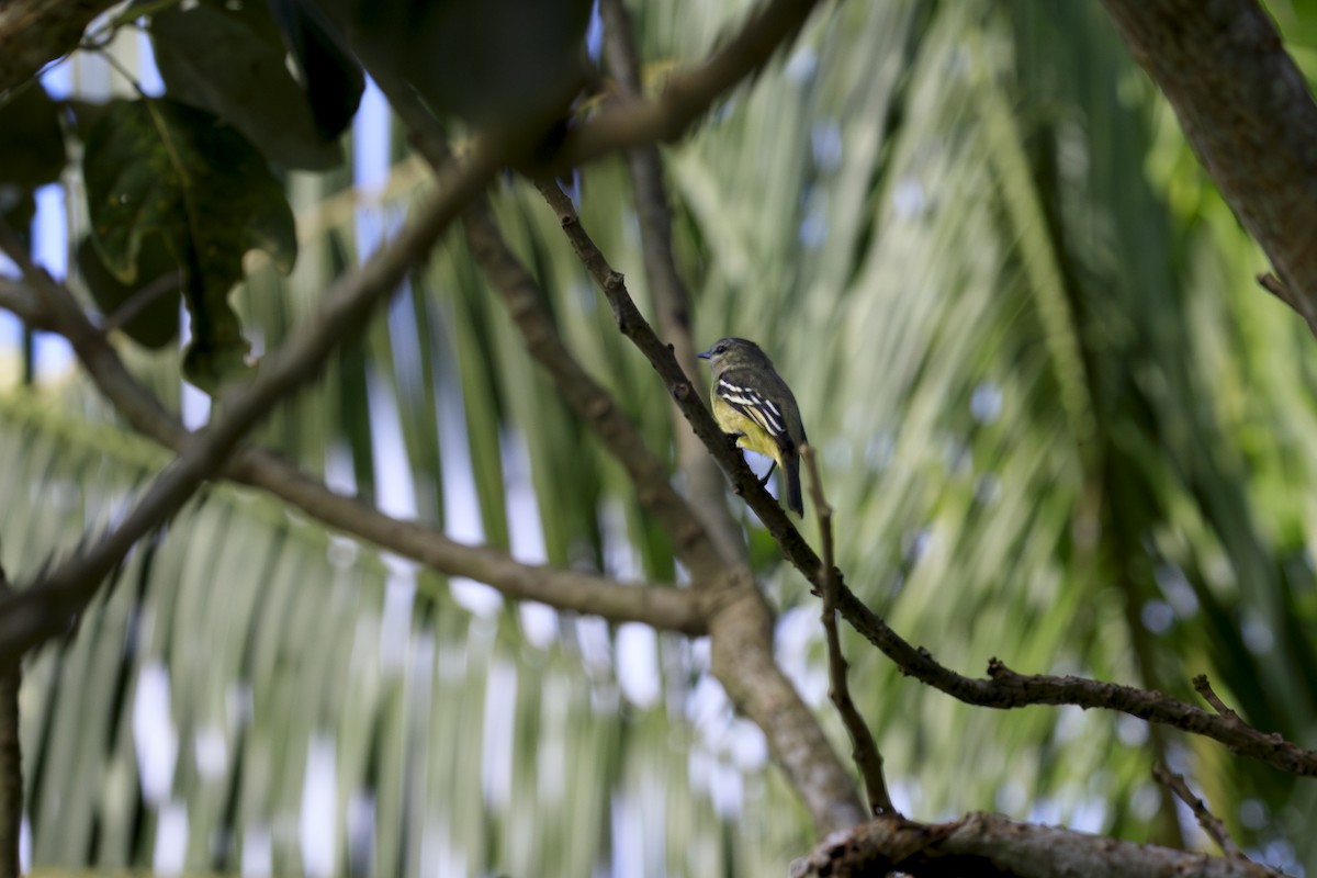 Yellow-crowned Tyrannulet - ML642493913