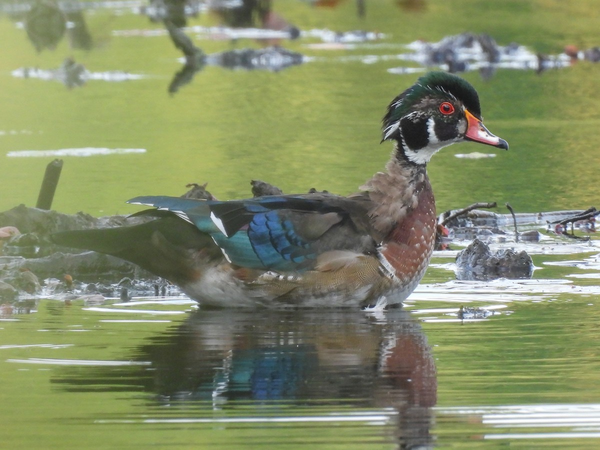 Wood Duck - ML642493915