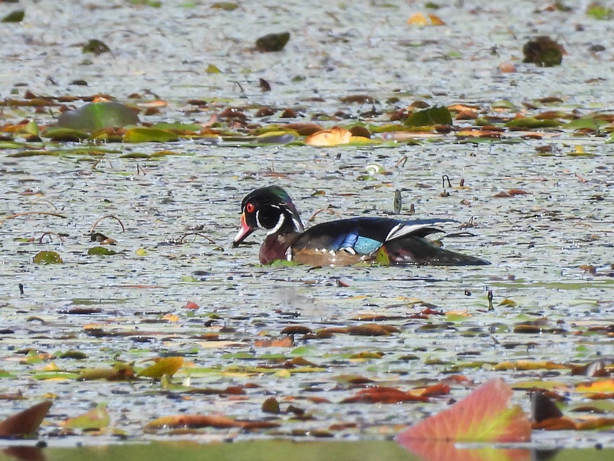Wood Duck - ML642493917