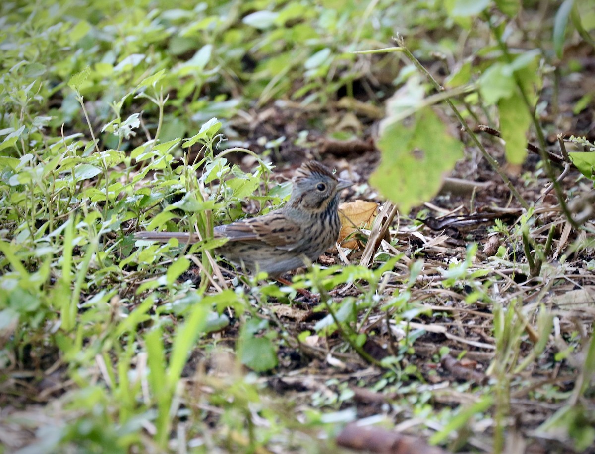 Lincoln's Sparrow - ML642493926
