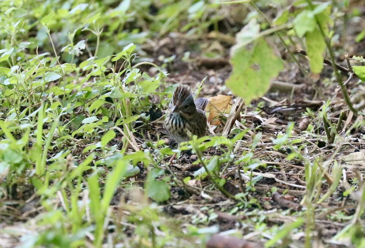 Lincoln's Sparrow - ML642493927