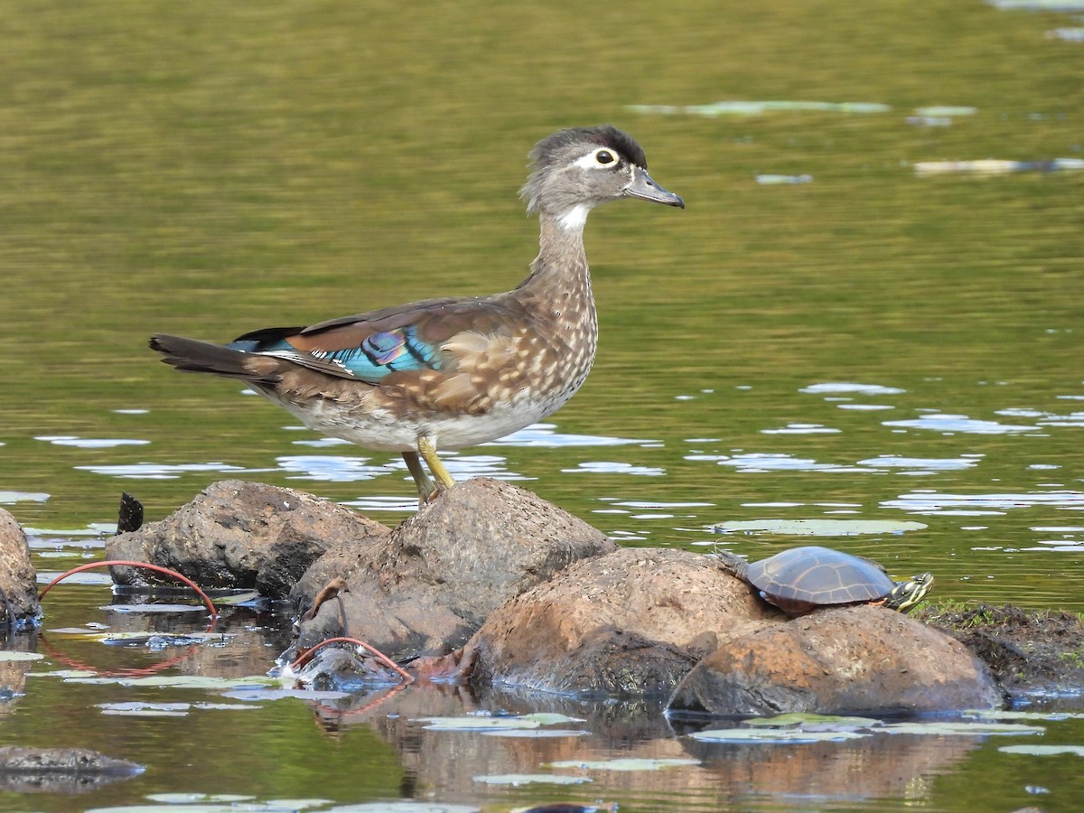 Wood Duck - ML642493928