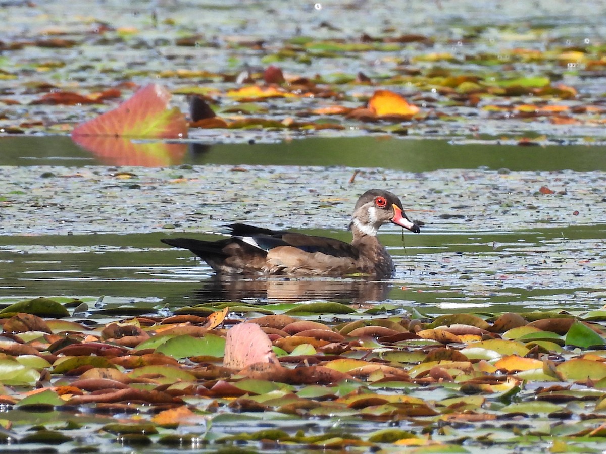 Wood Duck - ML642493931