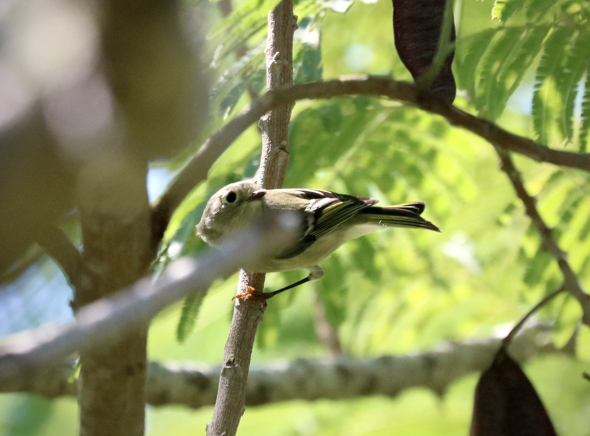 Ruby-crowned Kinglet - ML642493963