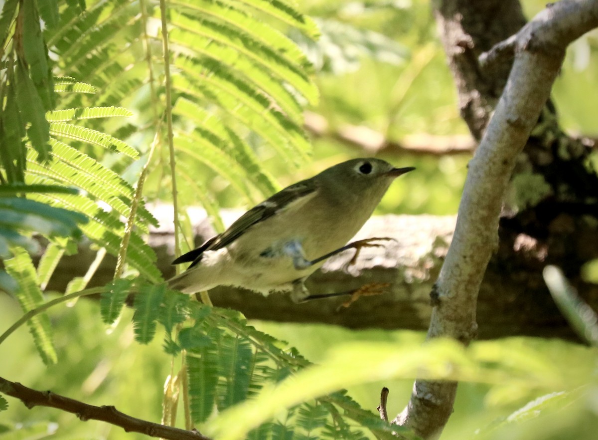 Ruby-crowned Kinglet - ML642493964