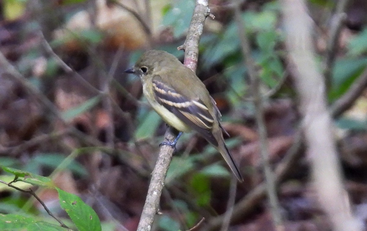 Acadian Flycatcher - ML642493971