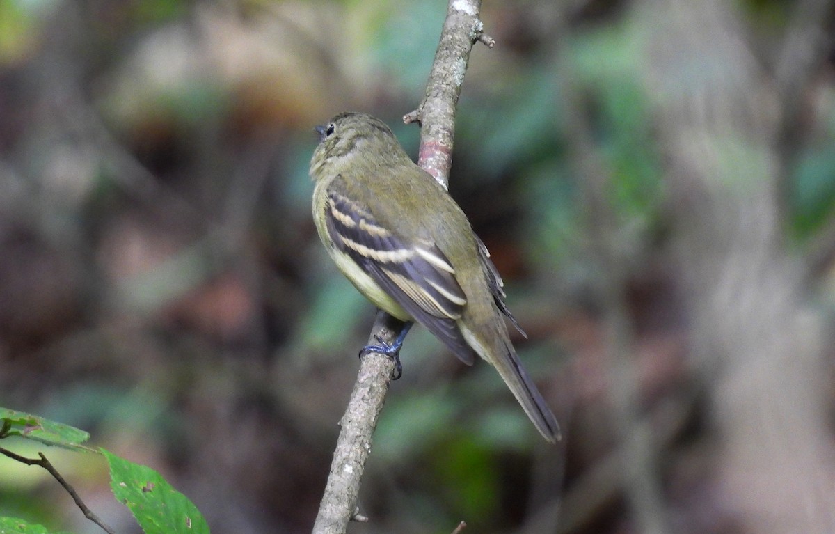 Acadian Flycatcher - ML642493972