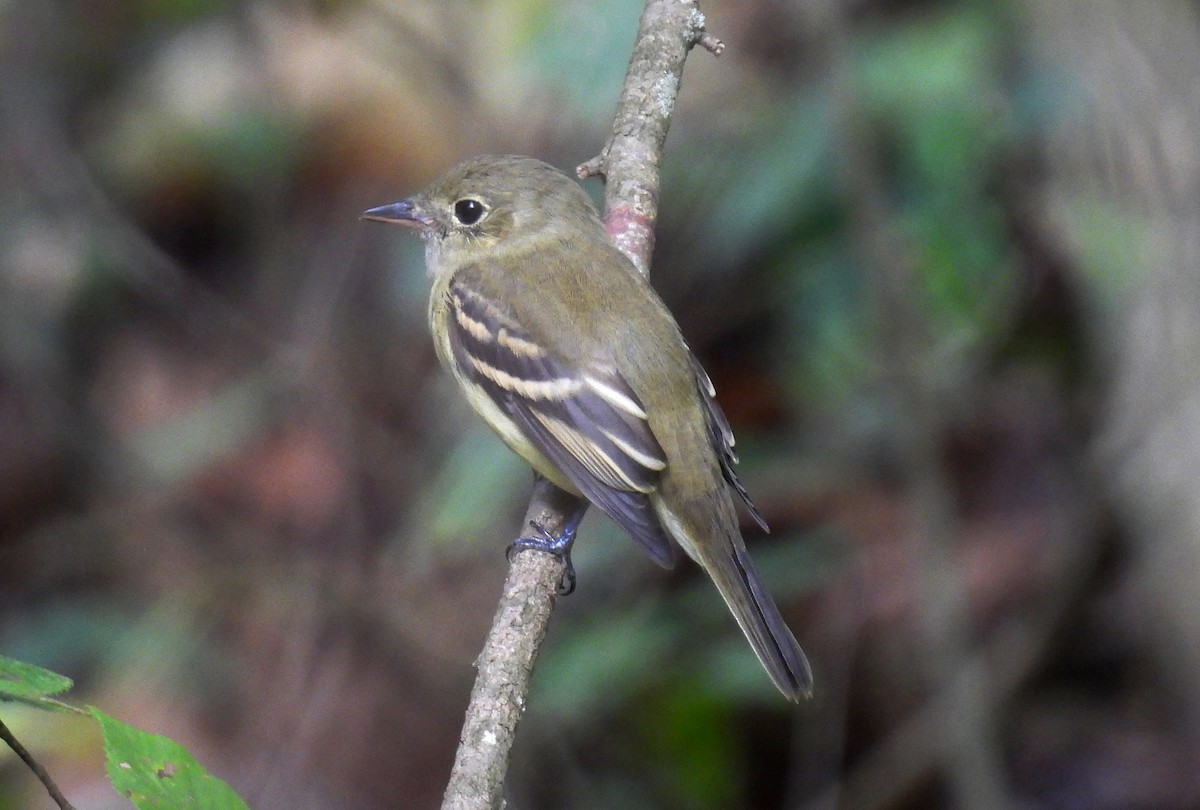 Acadian Flycatcher - ML642493973