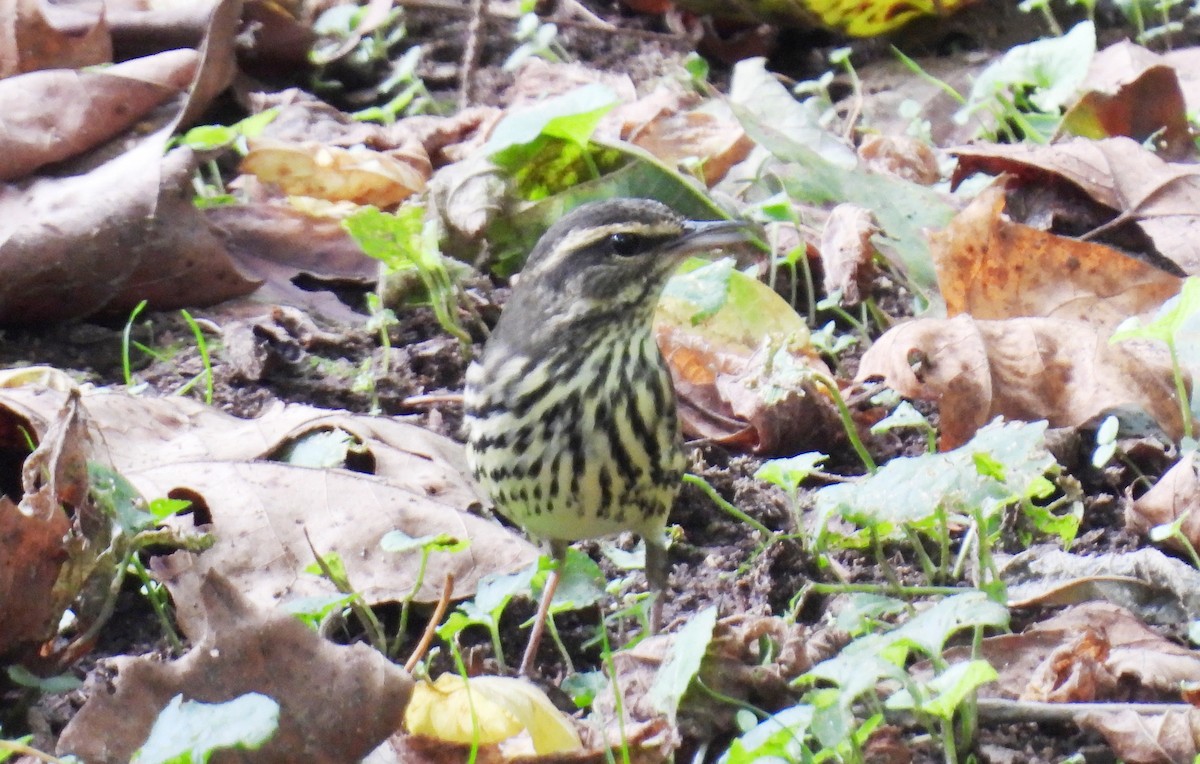 Northern Waterthrush - ML642493978