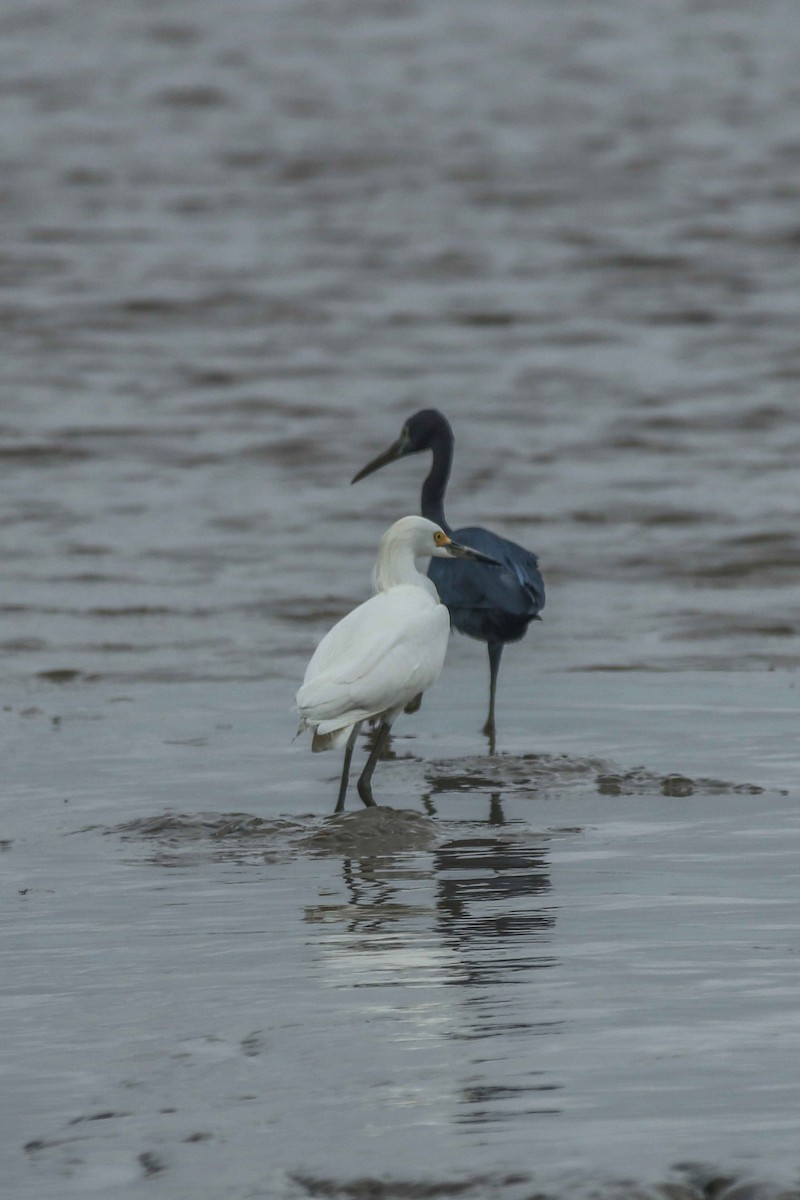 Little Blue Heron - ML642493987