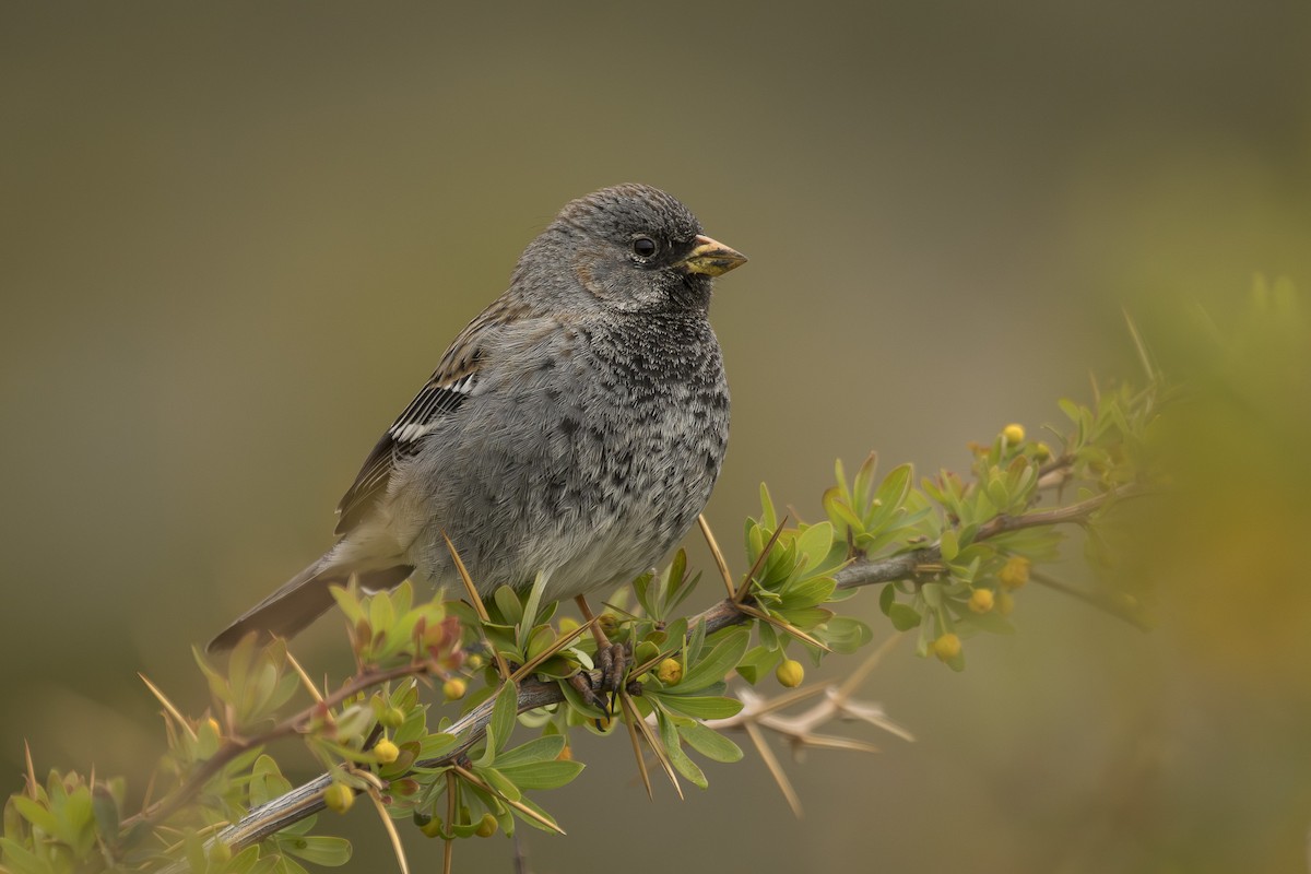 Mourning Sierra Finch - ML642494002