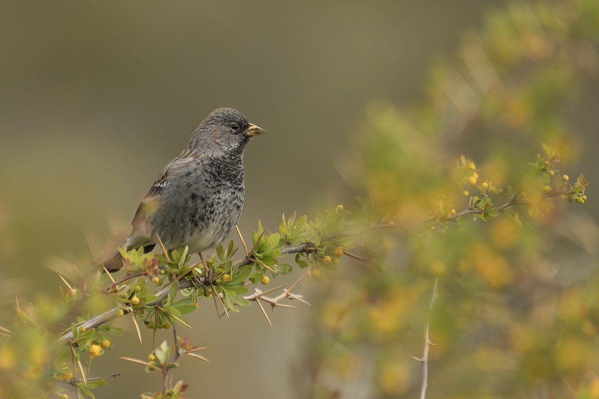Mourning Sierra Finch - ML642494003