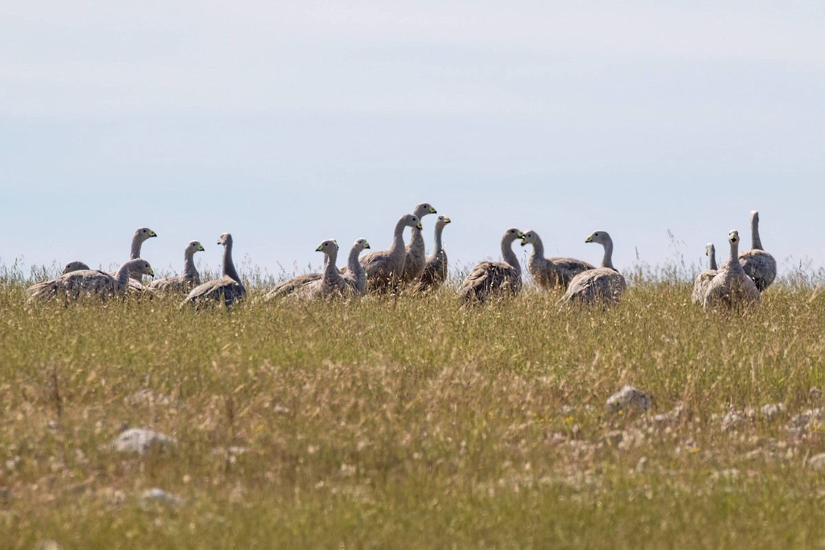 Cape Barren Goose - ML642494007