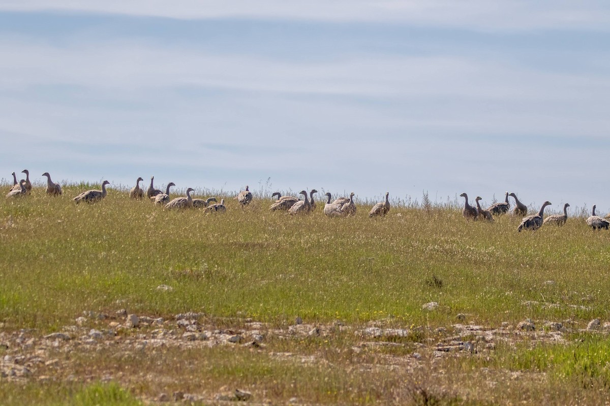 Cape Barren Goose - ML642494008