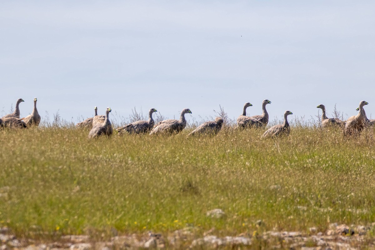 Cape Barren Goose - ML642494009