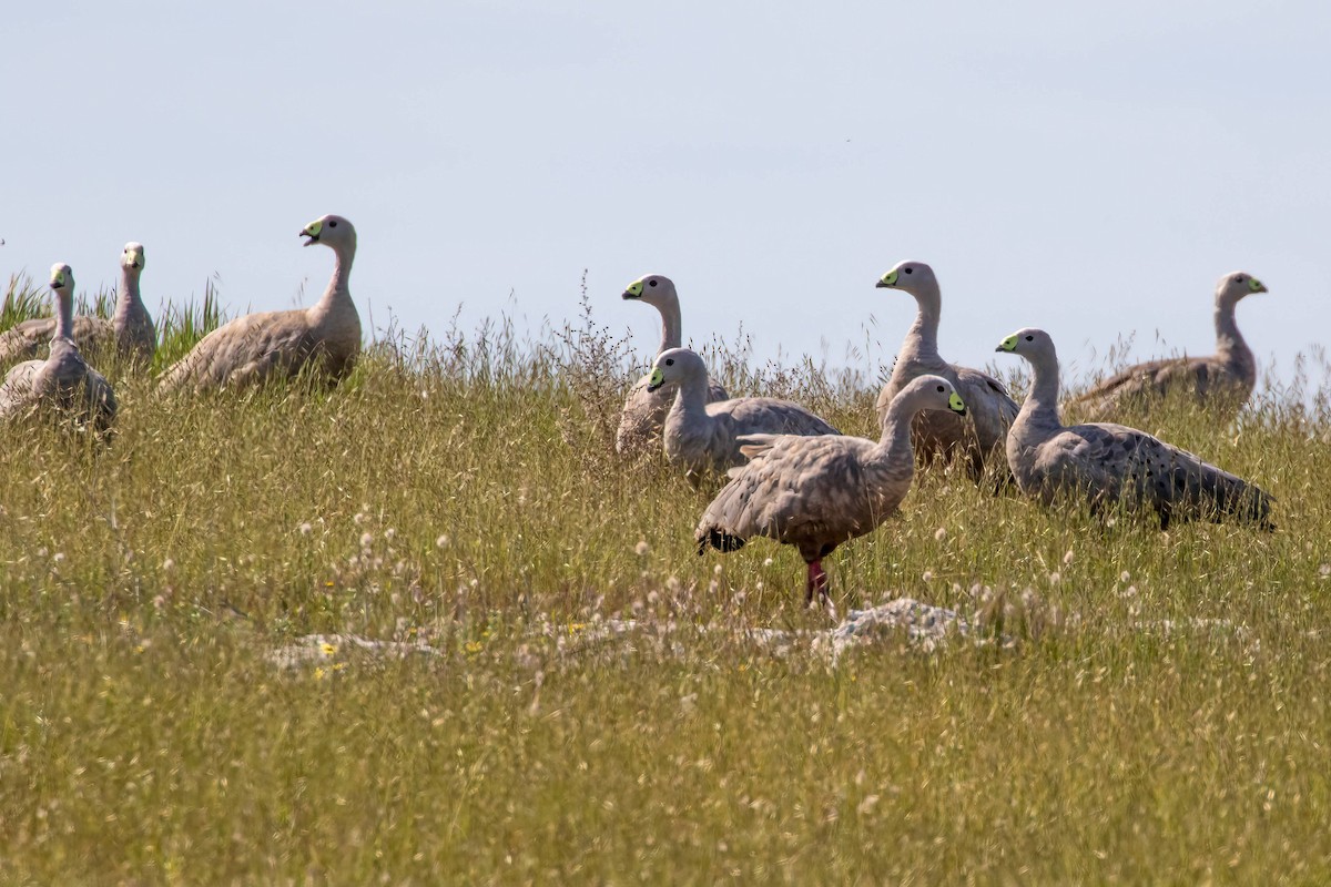 Cape Barren Goose - ML642494010