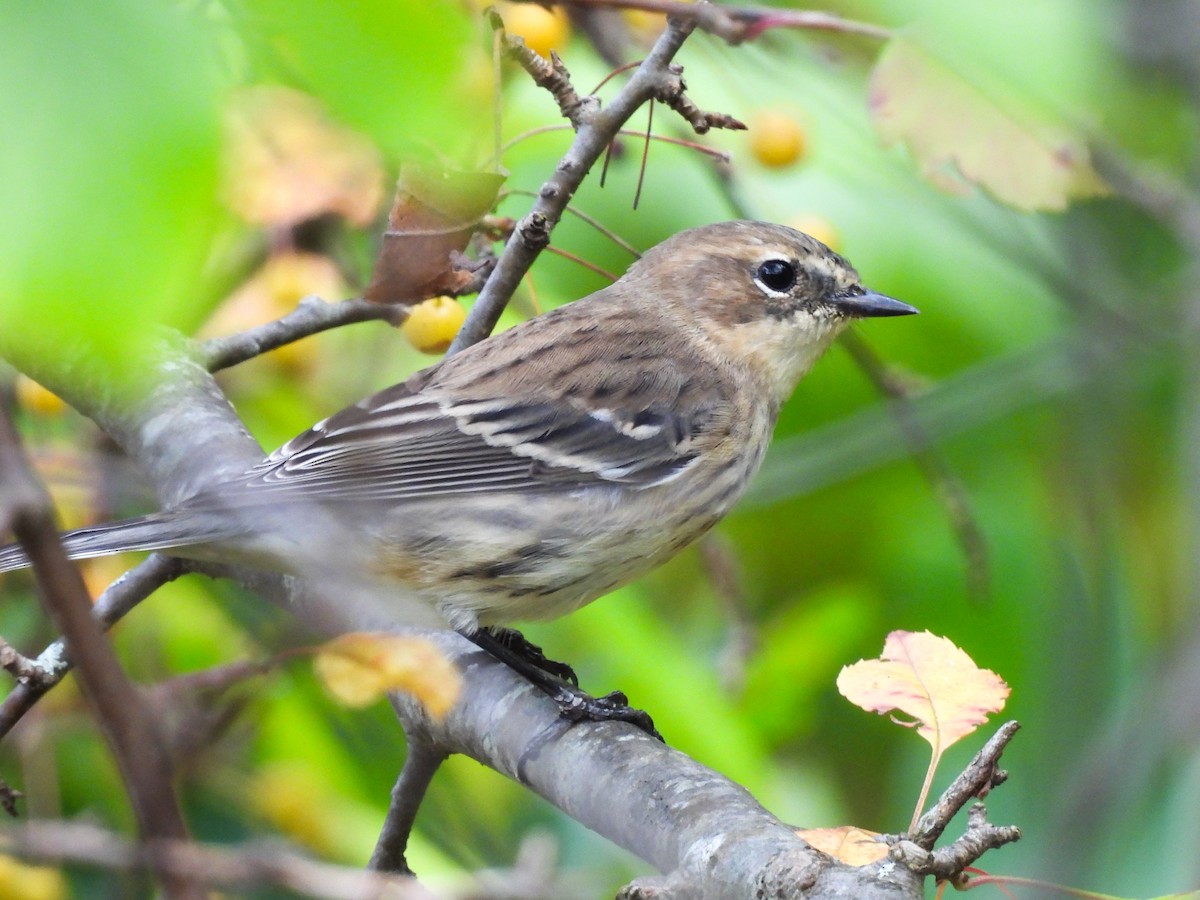 Yellow-rumped Warbler - ML642494011