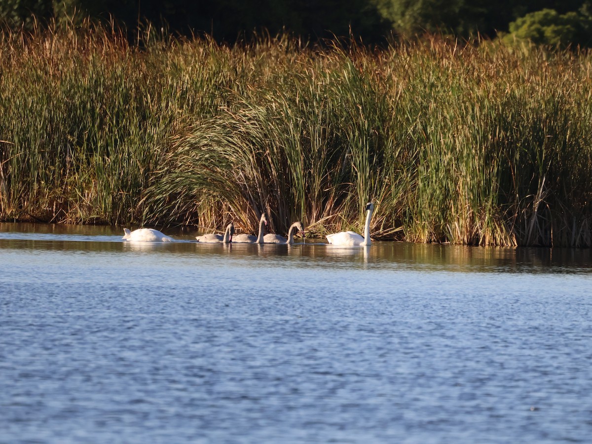 labuť trubač - ML642494021