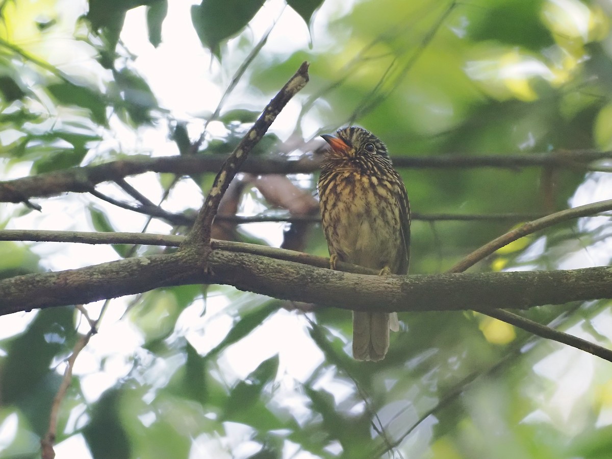 White-chested Puffbird - ML642494023