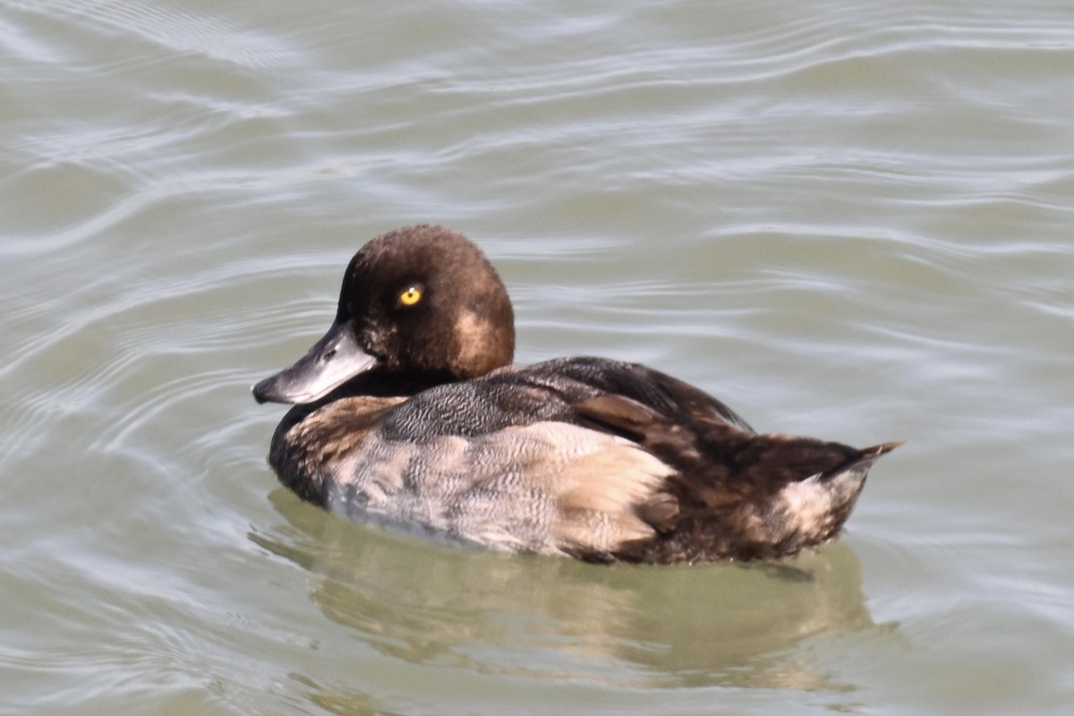 Greater Scaup - ML642494035