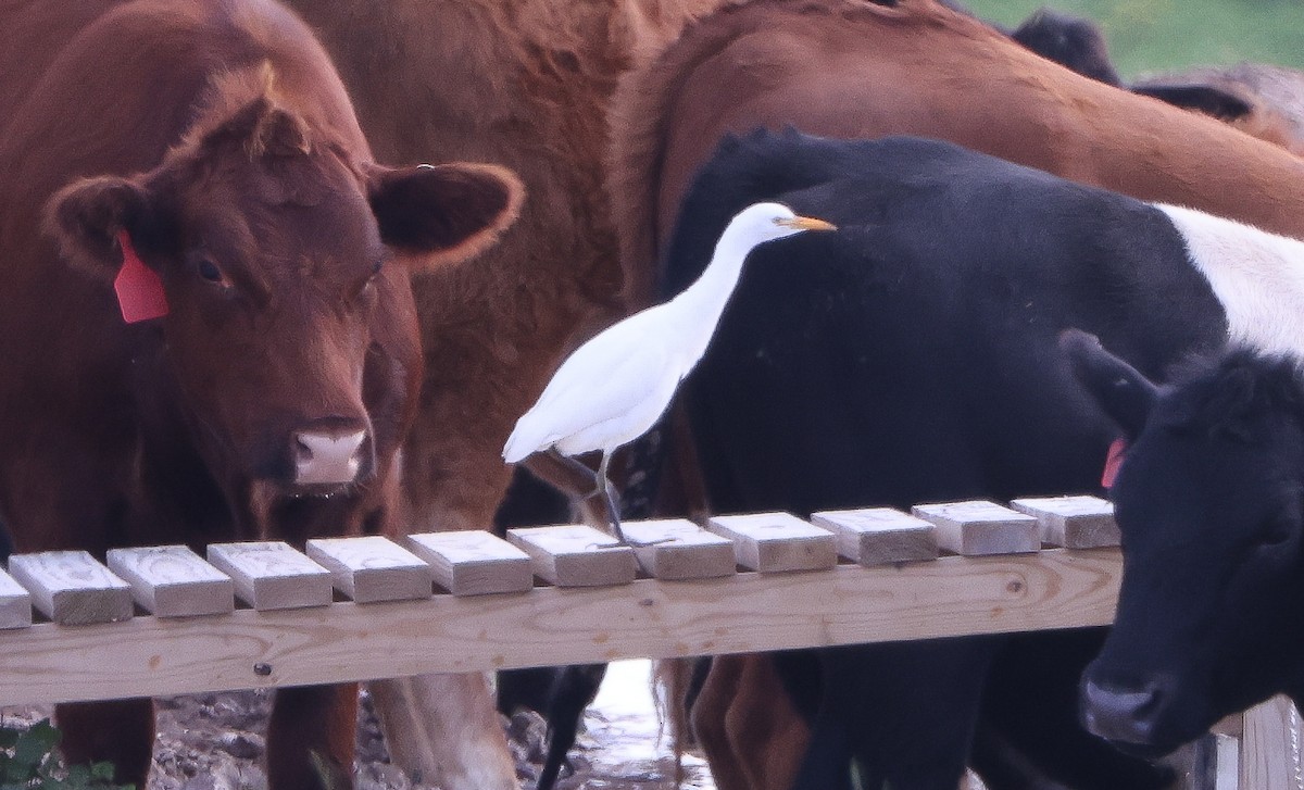 Western Cattle-Egret - ML642494037