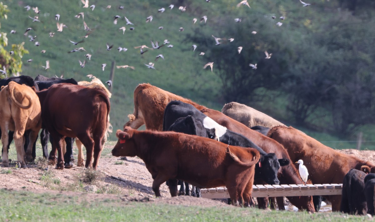 Western Cattle-Egret - ML642494041