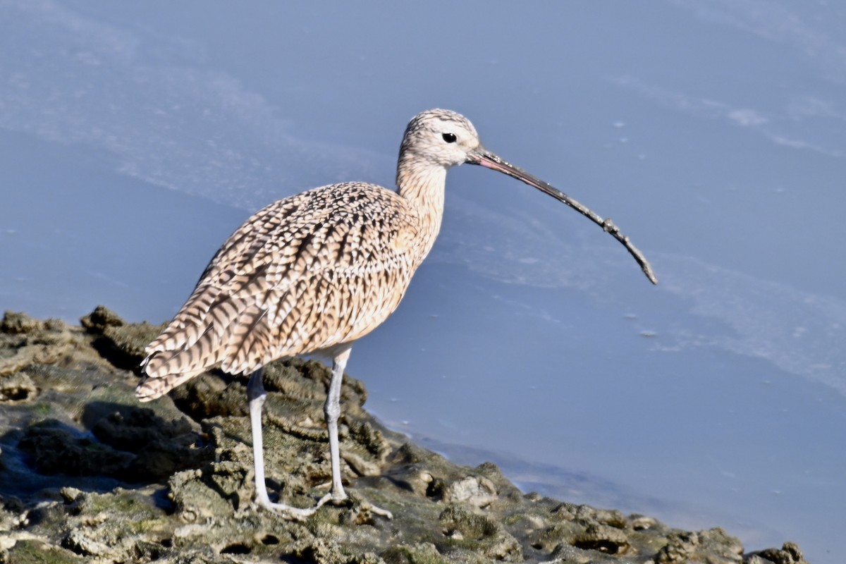 Long-billed Curlew - ML642494042