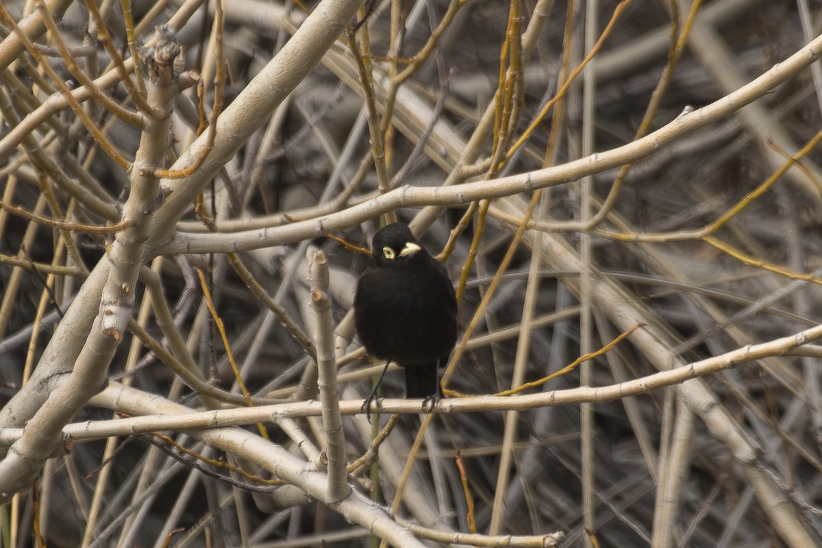 Spectacled Tyrant - ML642494043