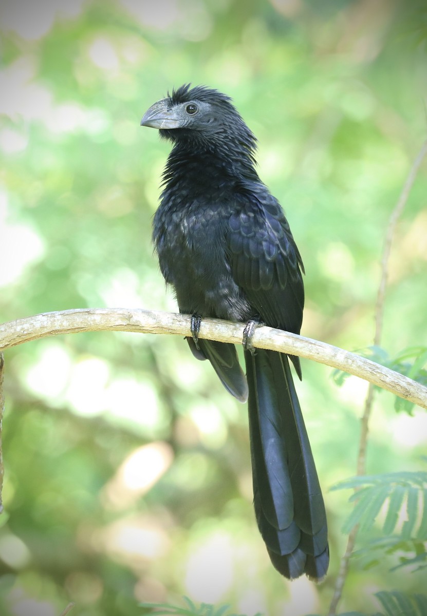 Groove-billed Ani - ML642494044