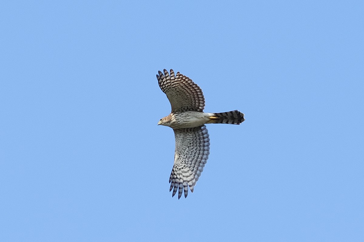 Cooper's Hawk - ML642494055