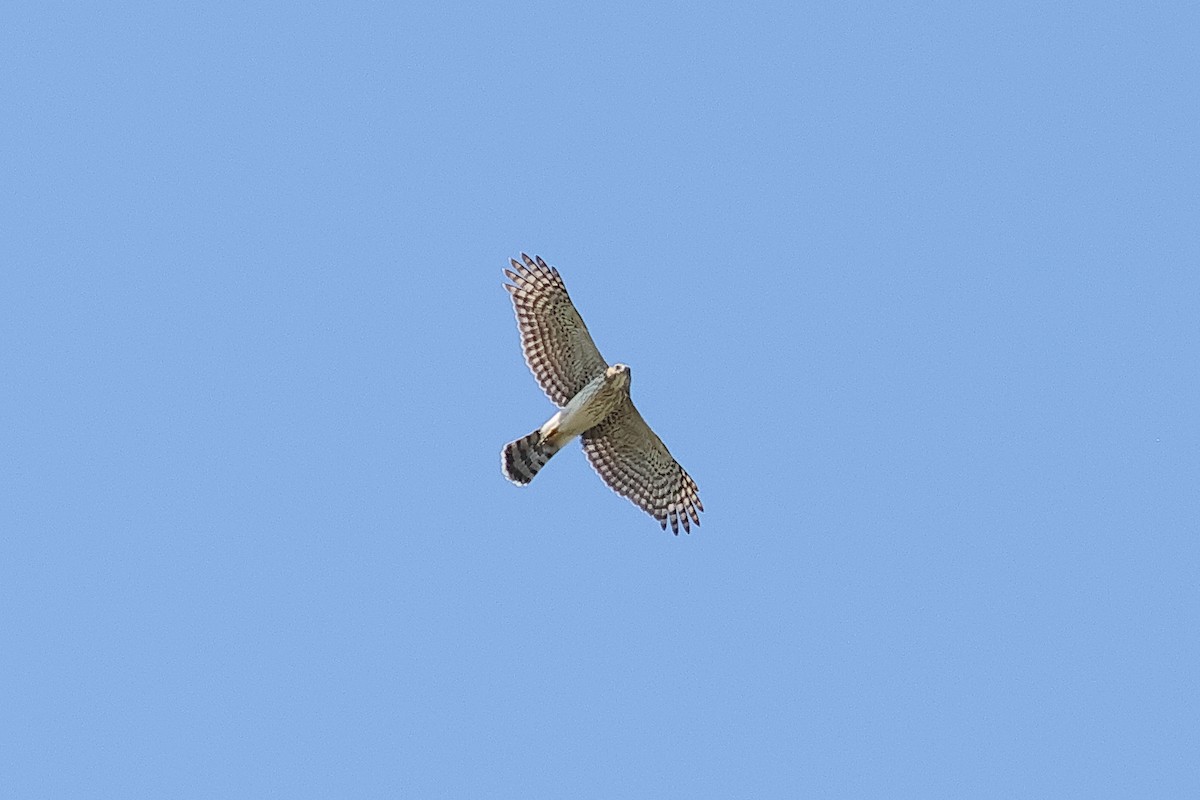 Cooper's Hawk - ML642494056