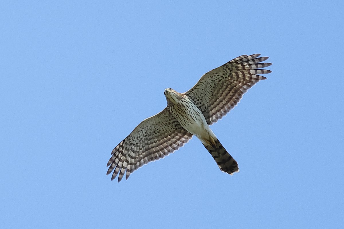 Cooper's Hawk - ML642494057