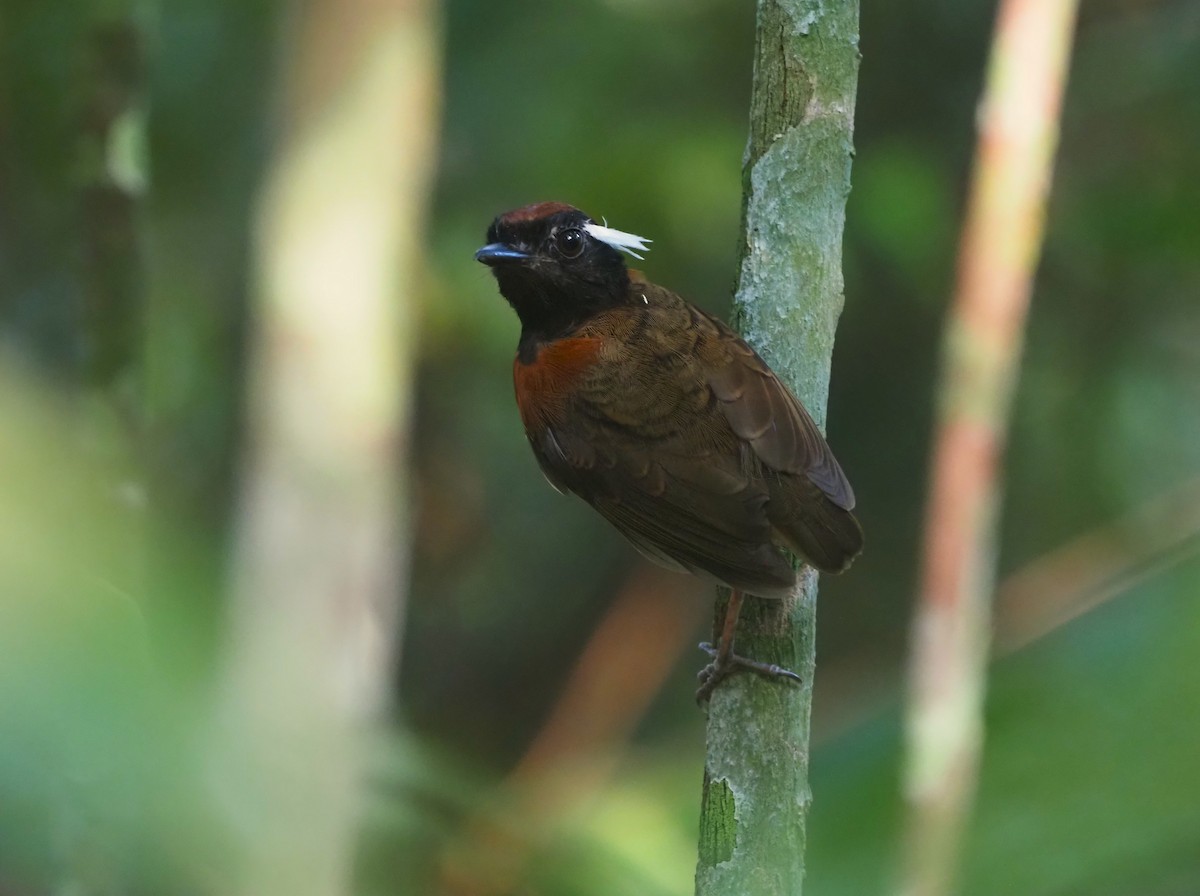 Chestnut-belted Gnateater - ML642494058