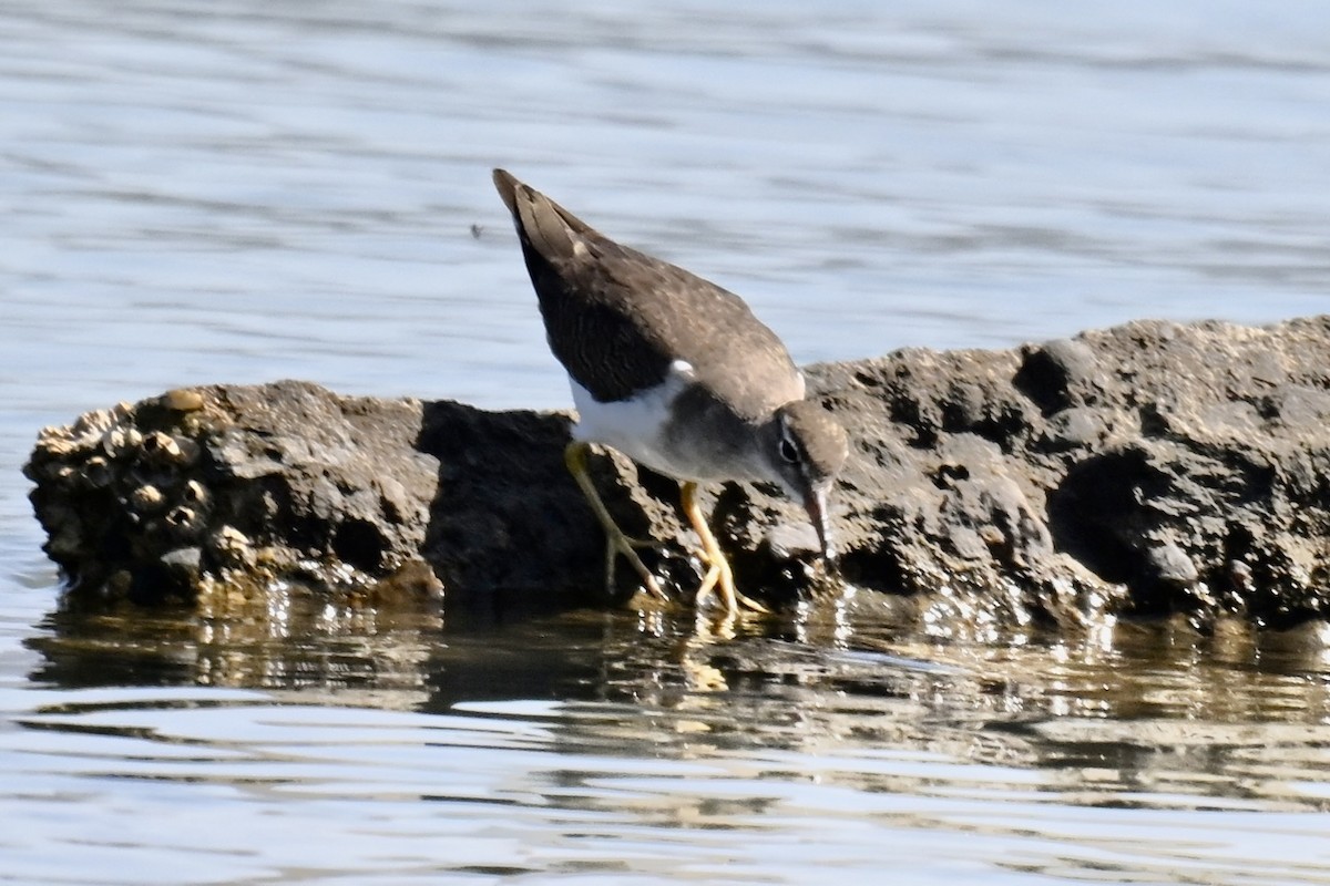 Spotted Sandpiper - ML642494063