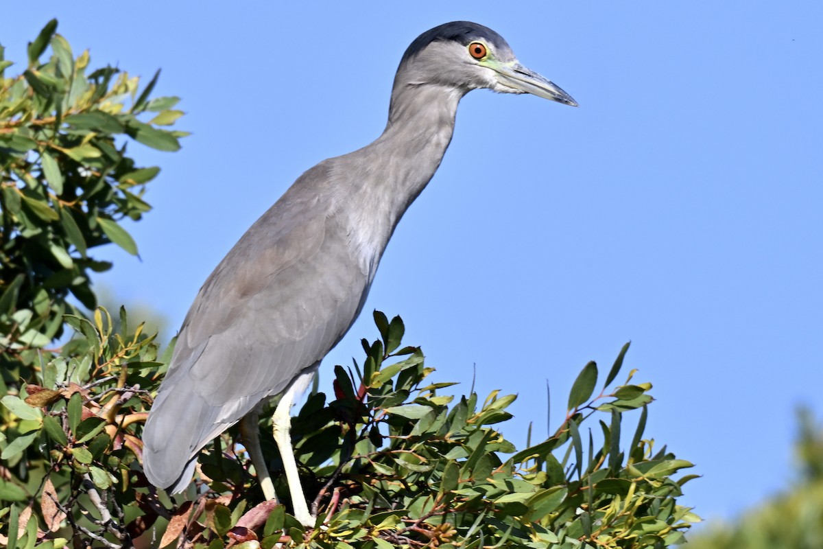 Black-crowned Night Heron - ML642494088