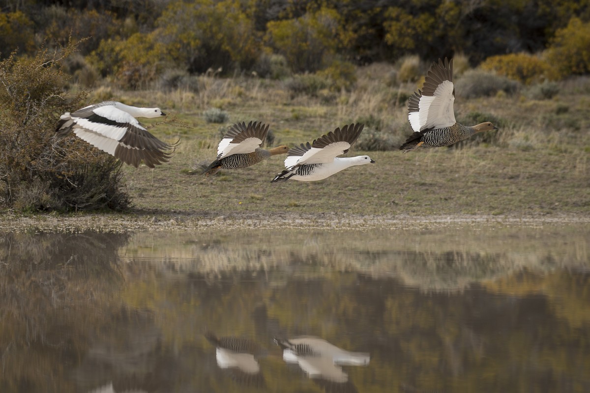 Upland Goose - ML642494089