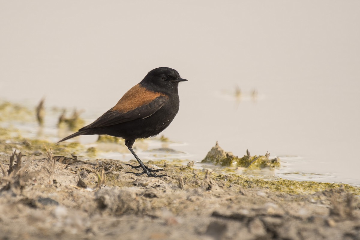 Austral Negrito - ML642494100