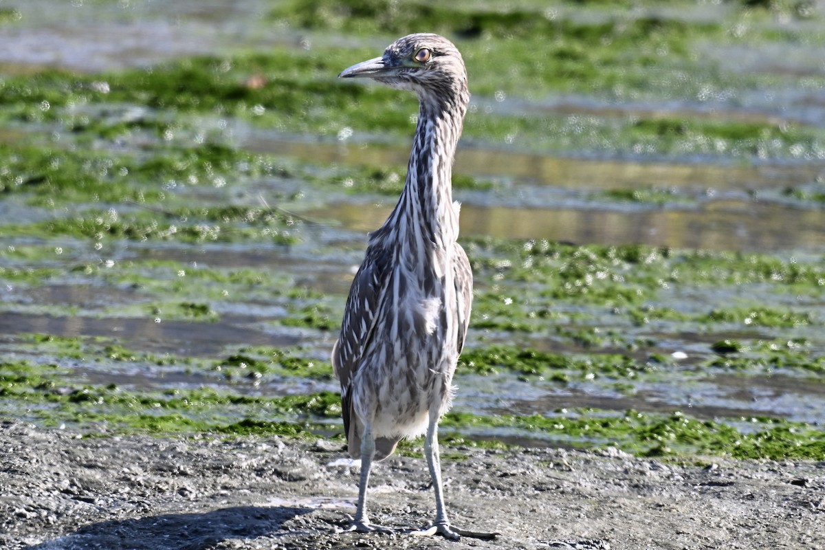 Black-crowned Night Heron - ML642494102