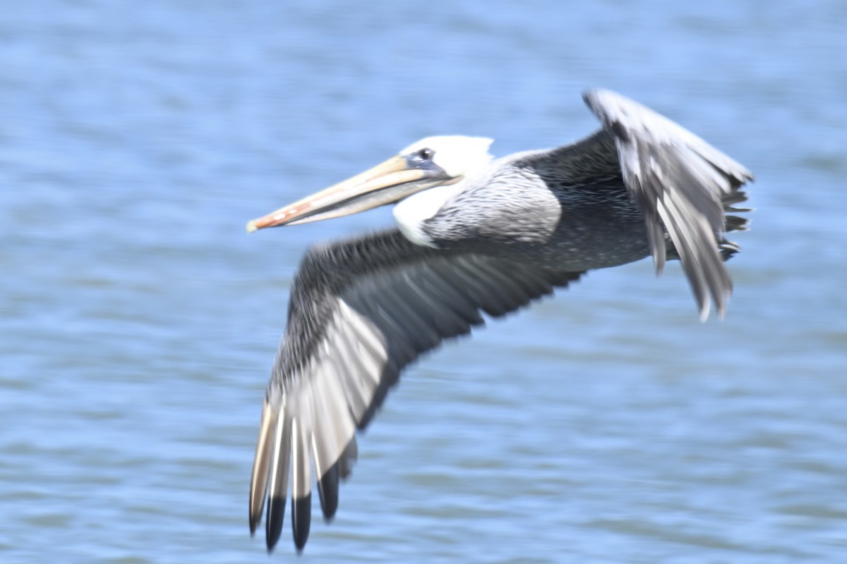 Brown Pelican - ML642494107