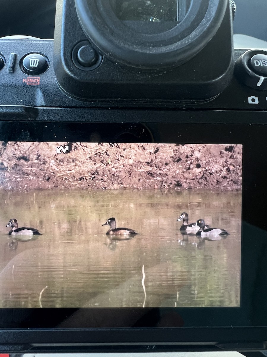 Ring-necked Duck - ML642494108