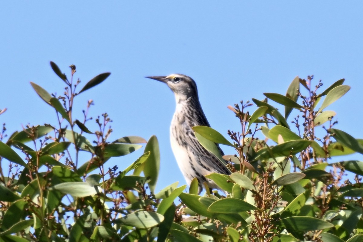 Western Meadowlark - ML642494120