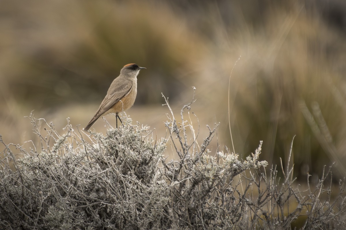 Cinnamon-bellied Ground-Tyrant - ML642494121