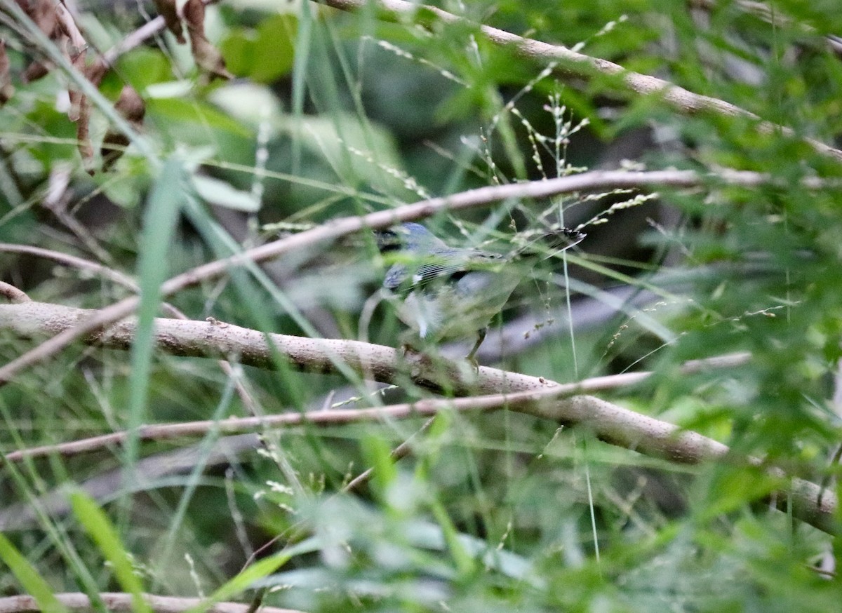 Black-throated Blue Warbler - ML642494122