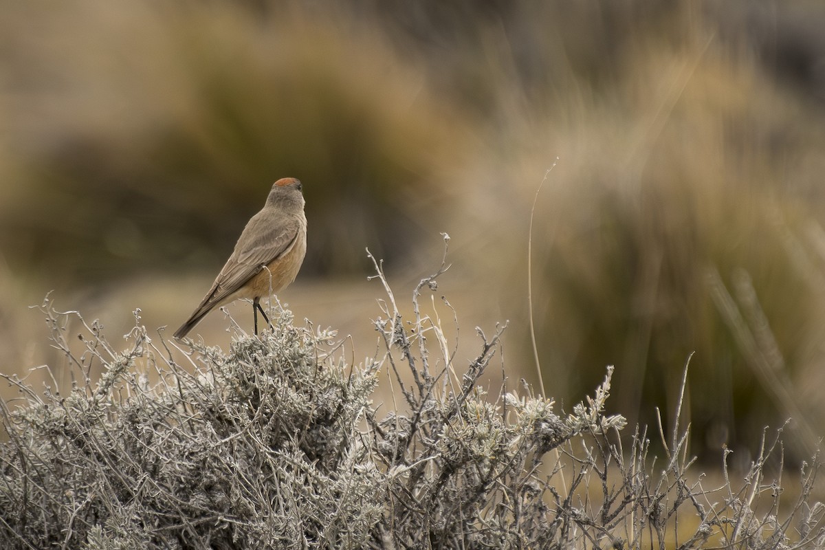 Cinnamon-bellied Ground-Tyrant - ML642494125