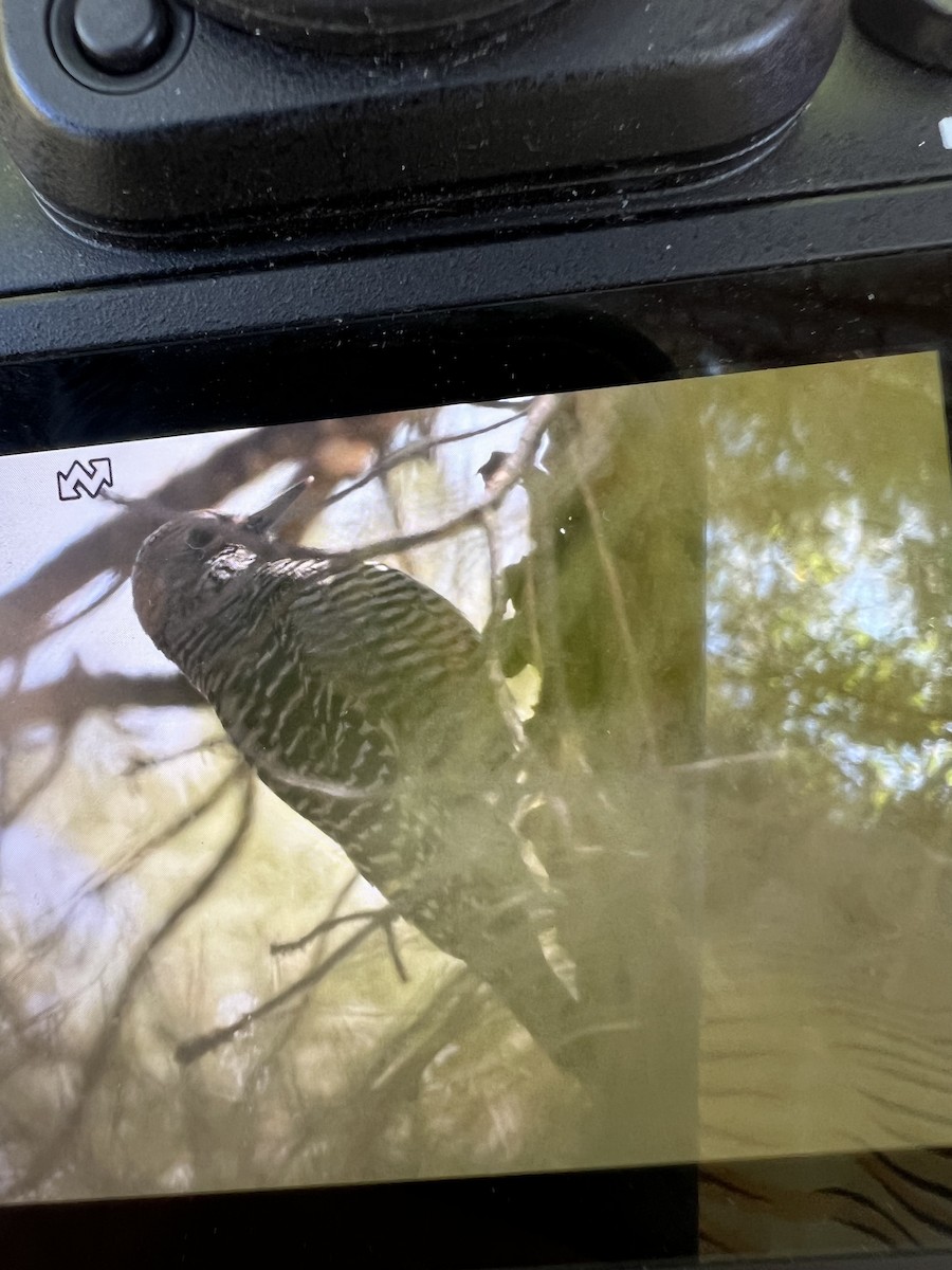 Williamson's Sapsucker - ML642494127