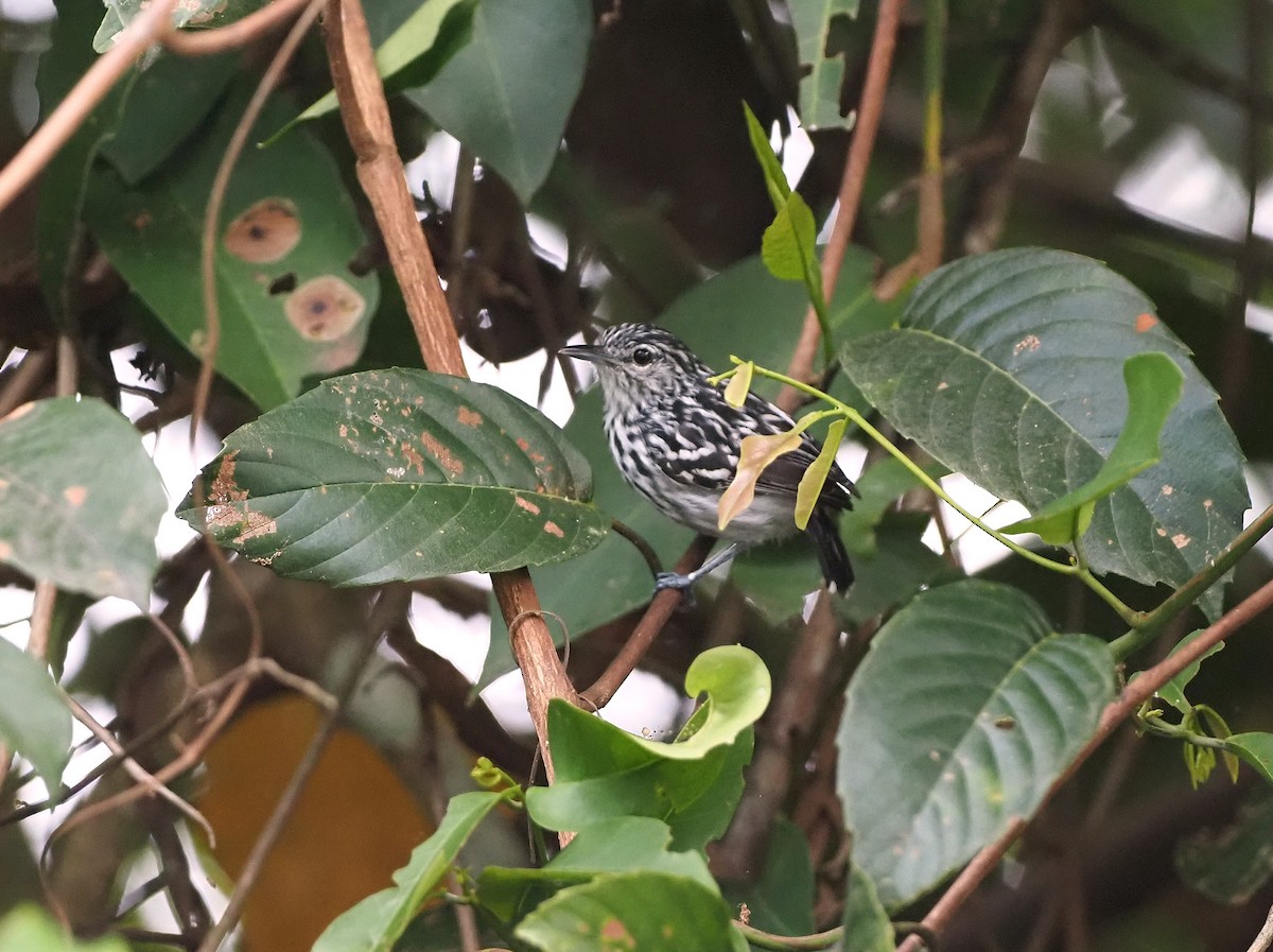 Klages's Antwren - ML642494142