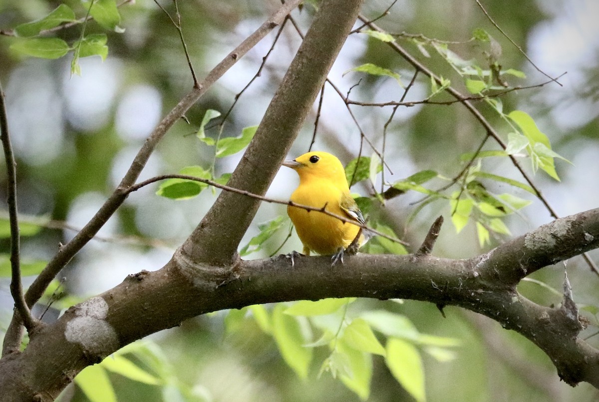 Prothonotary Warbler - ML642494145